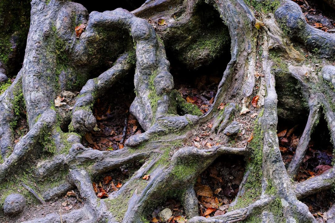 Photo Tree roots